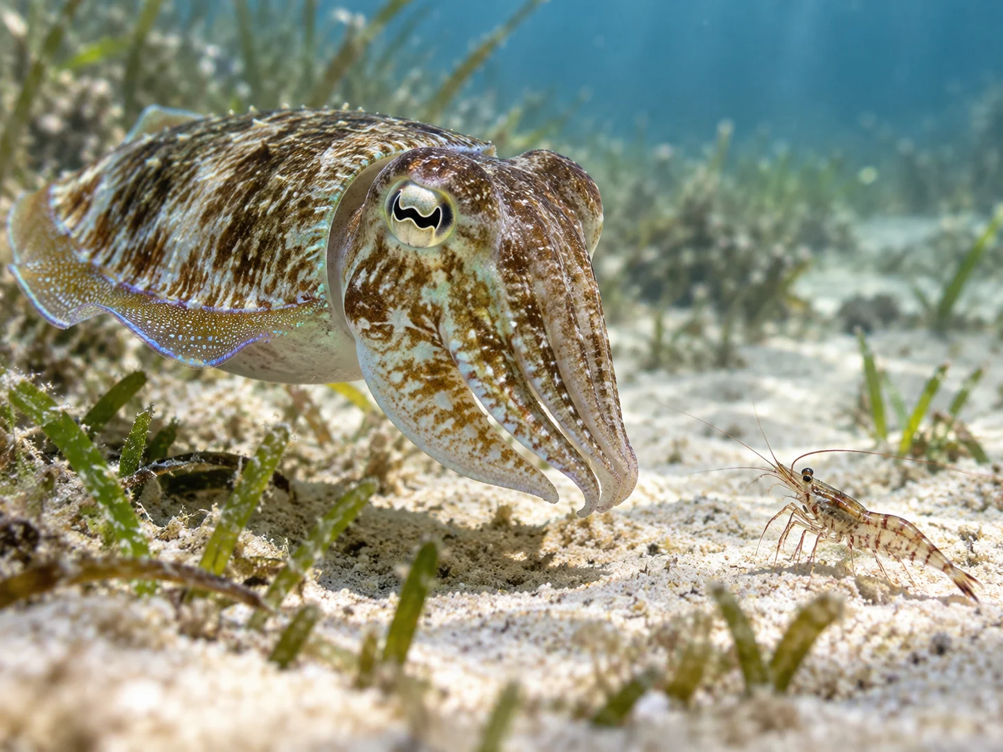 A patterned cuttlefish watching a small shrimp on the seafloor