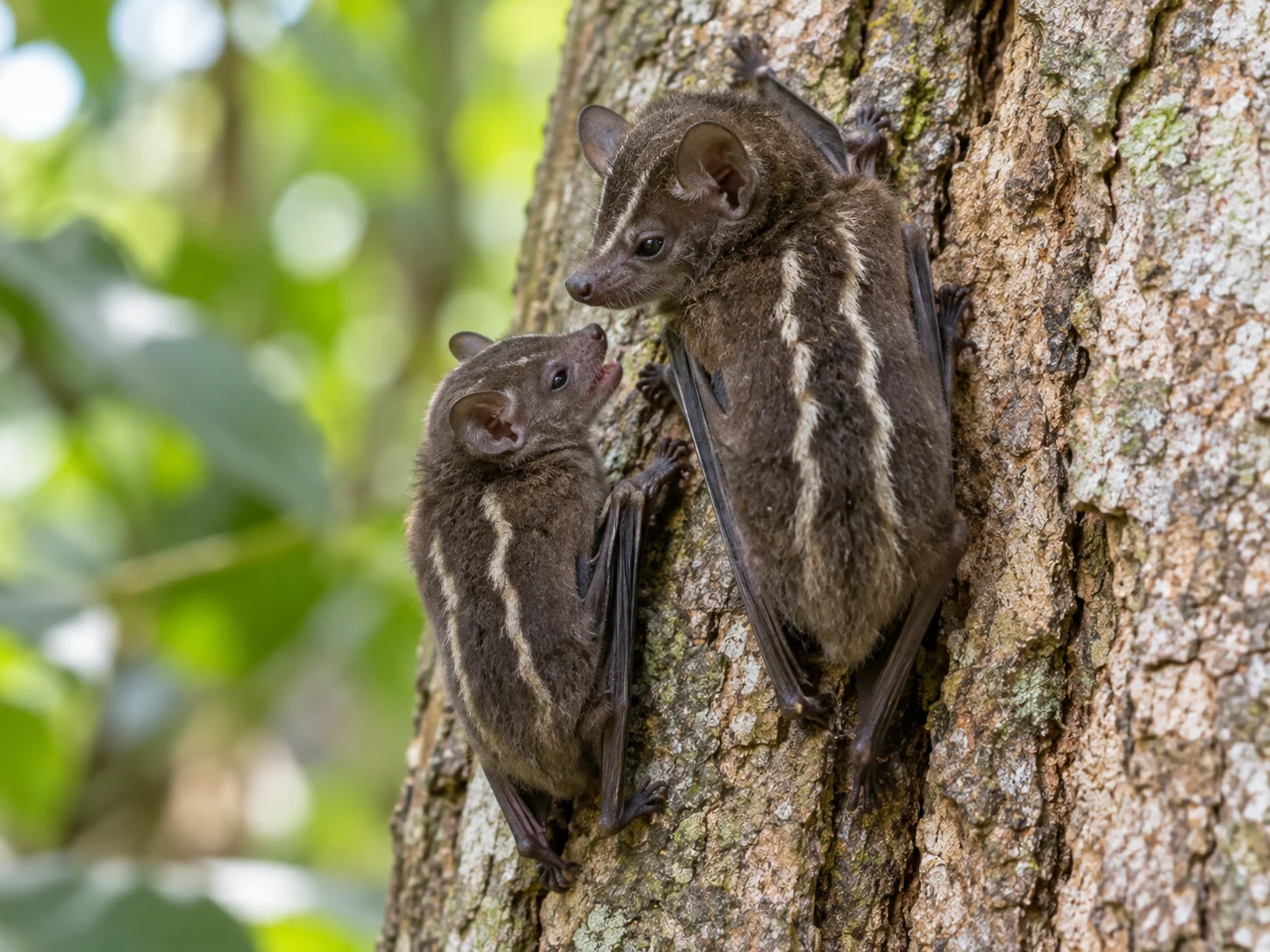 Two small striped bats clinging to a tree trunk in daylight