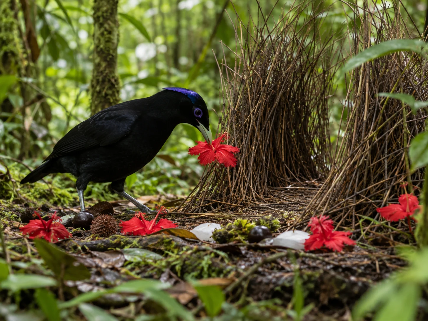 A black bowerbird placing a red flower beside a twig bower