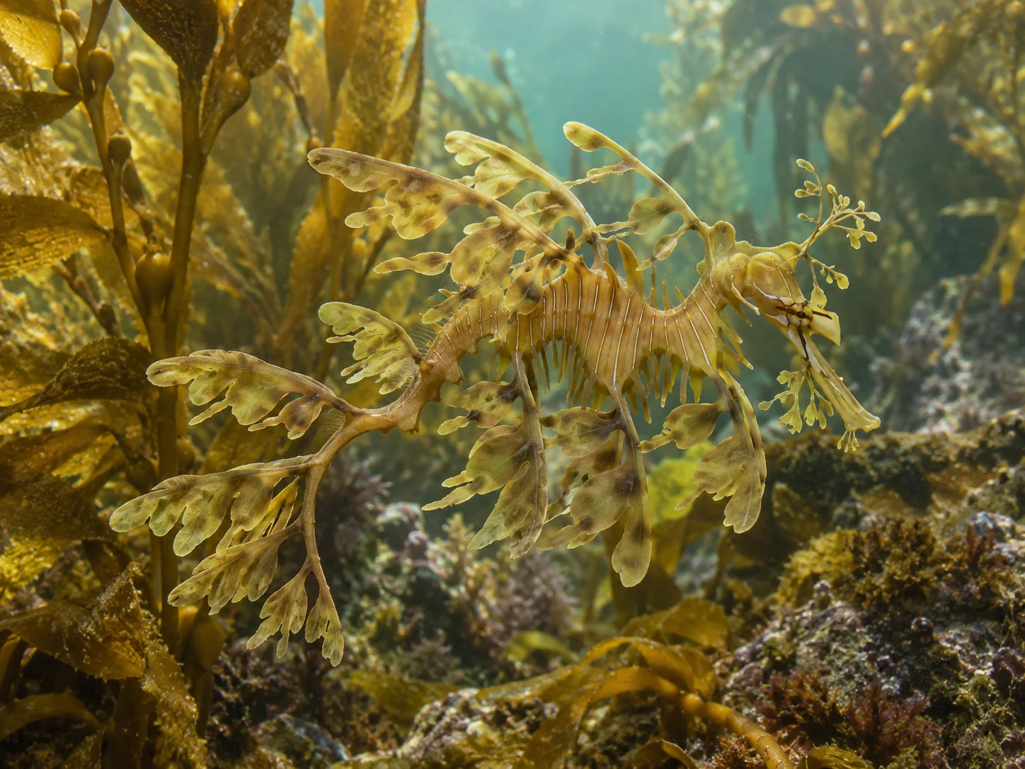 A golden leafy seadragon blending into matching kelp on a rocky reef