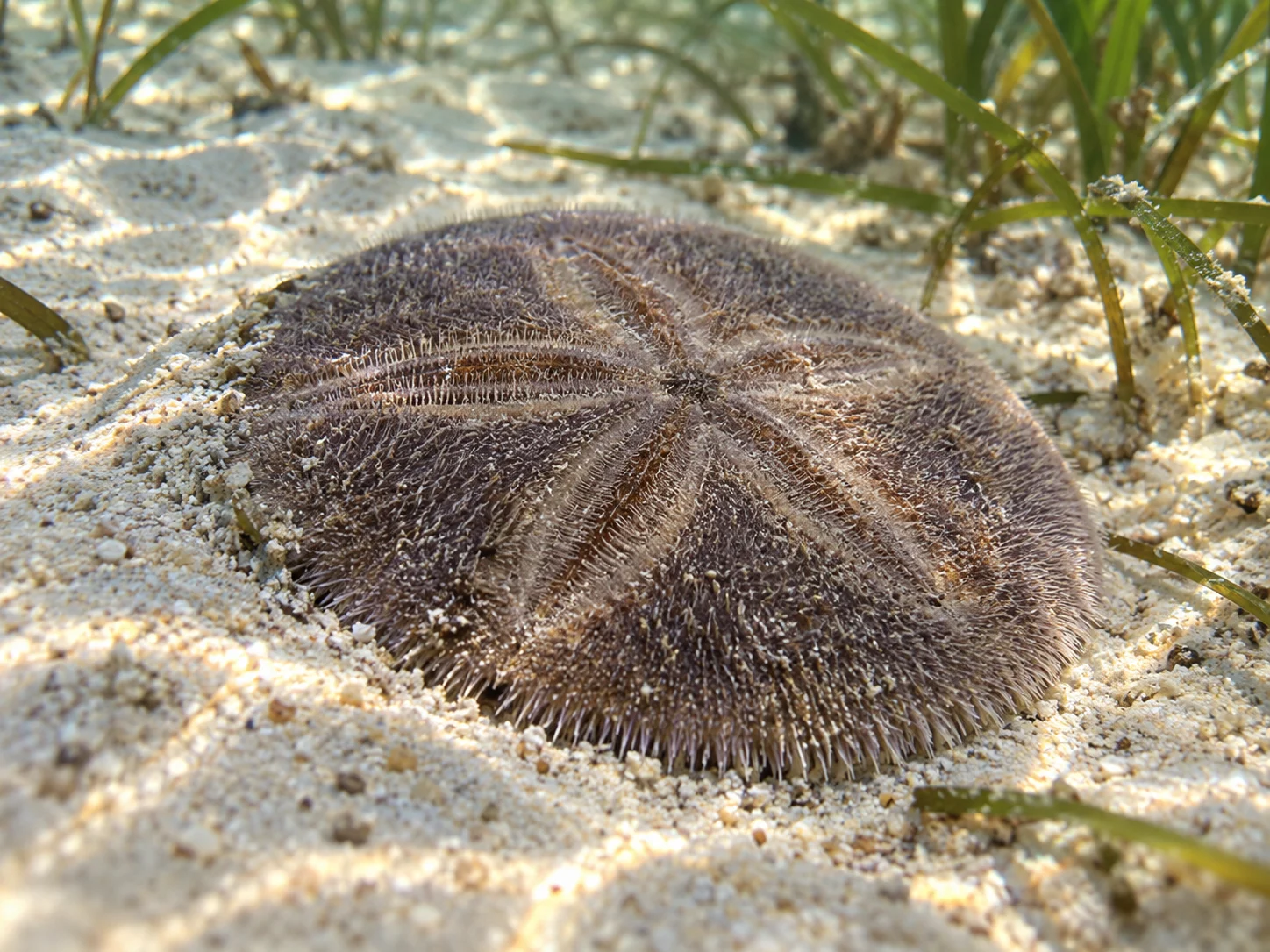 A living brown sand dollar covered in short fine spines on pale seafloor sand