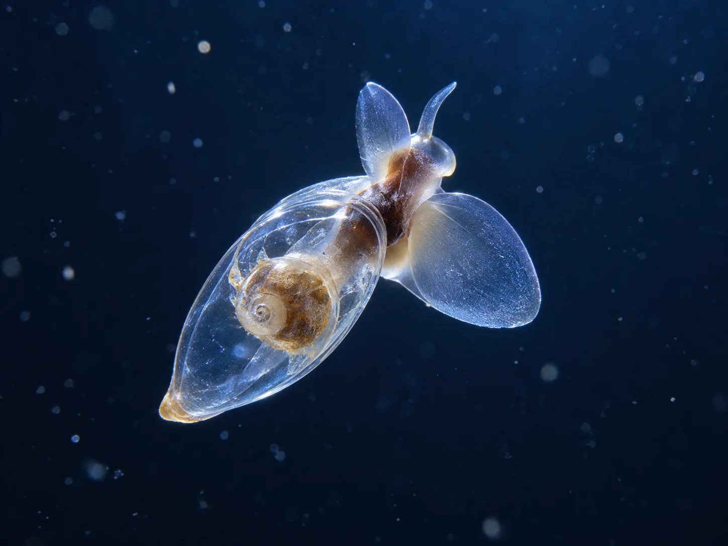 A tiny translucent sea butterfly swimming with a broad clear wing in dark blue water