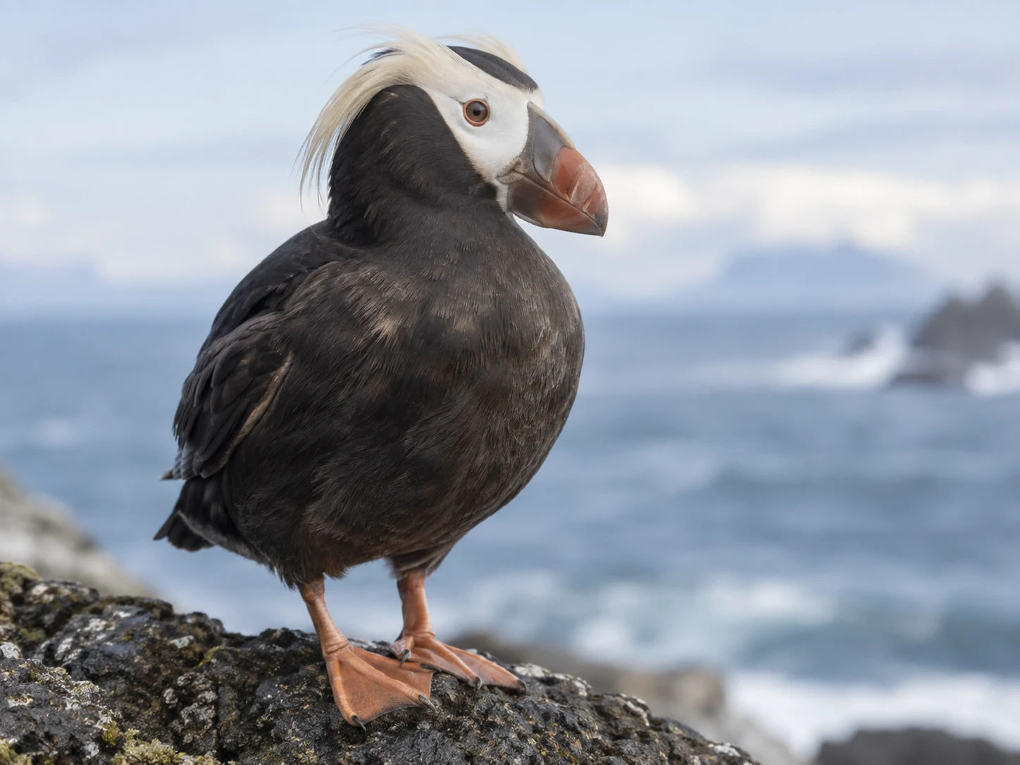 A tufted puffin in dark winter plumage with a muted reddish-brown bill