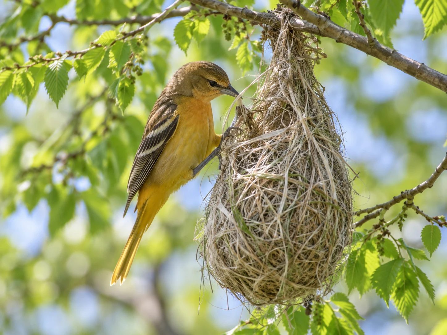 A golden female Baltimore Oriole weaving pale fibers into a hanging pouch nest