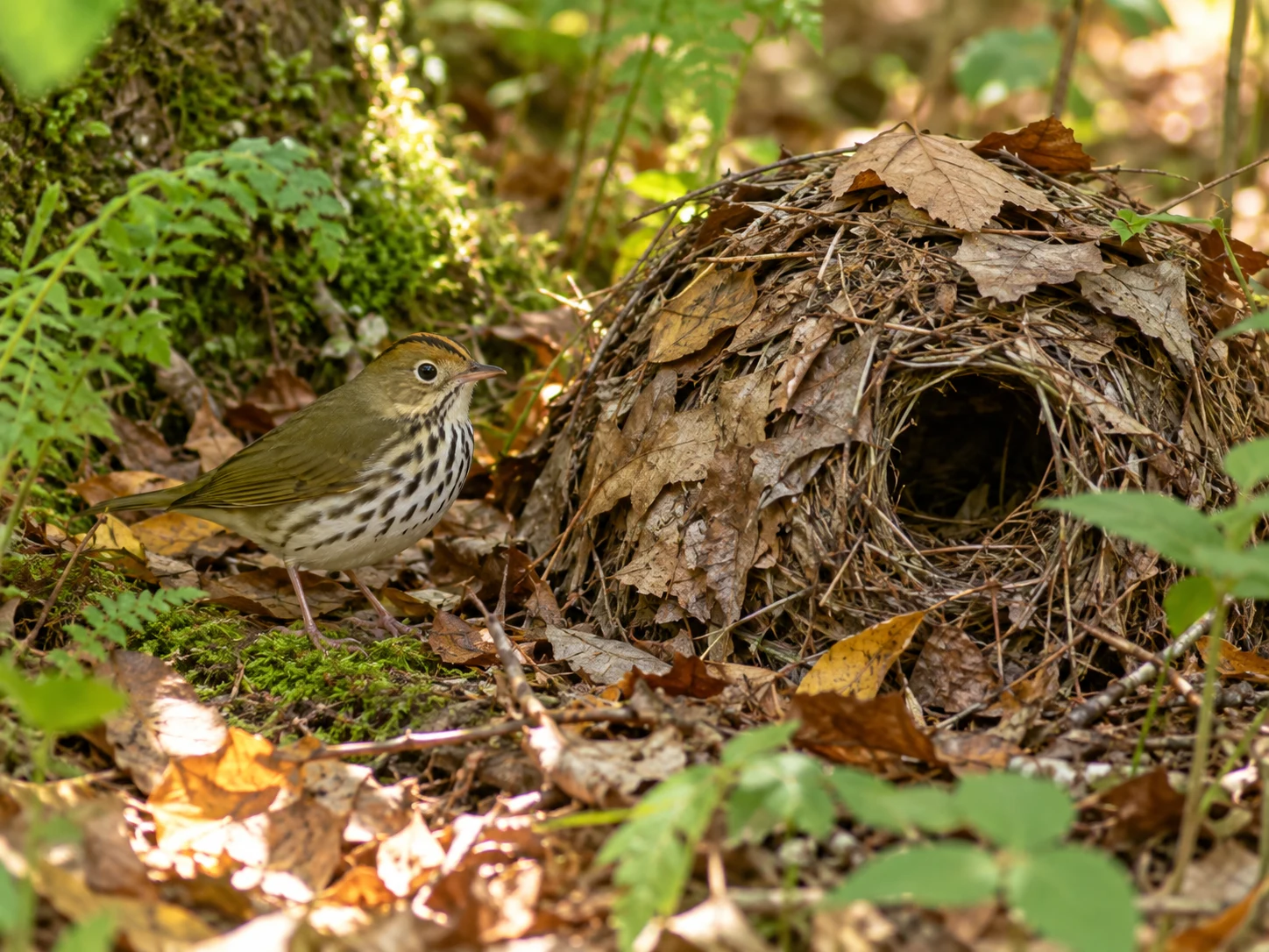 An Ovenbird beside a leaf-covered dome nest with a round side entrance