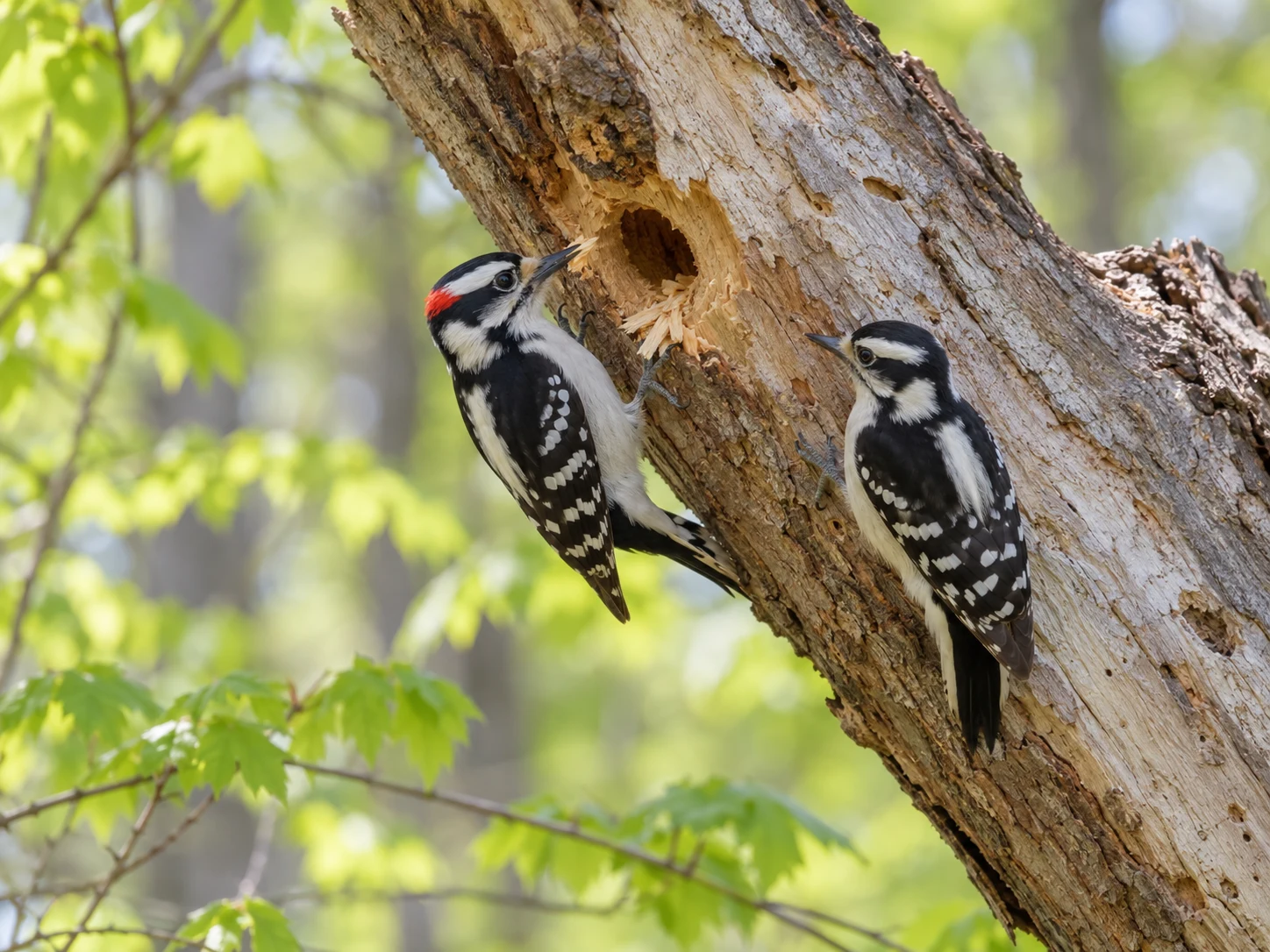 Two Downy Woodpeckers beside a small round cavity in a leaning dead tree