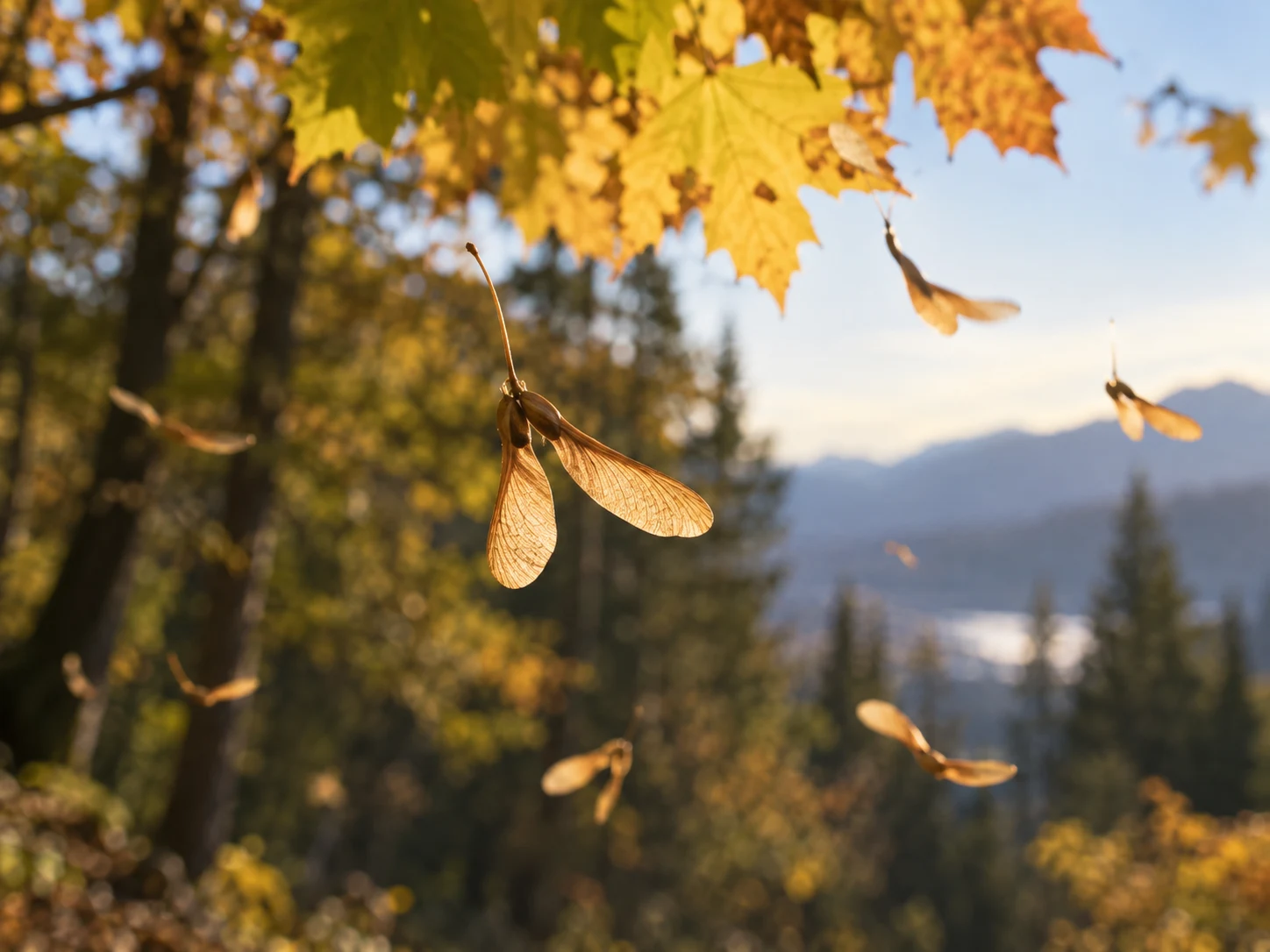 Paired maple seeds spinning beneath golden autumn leaves