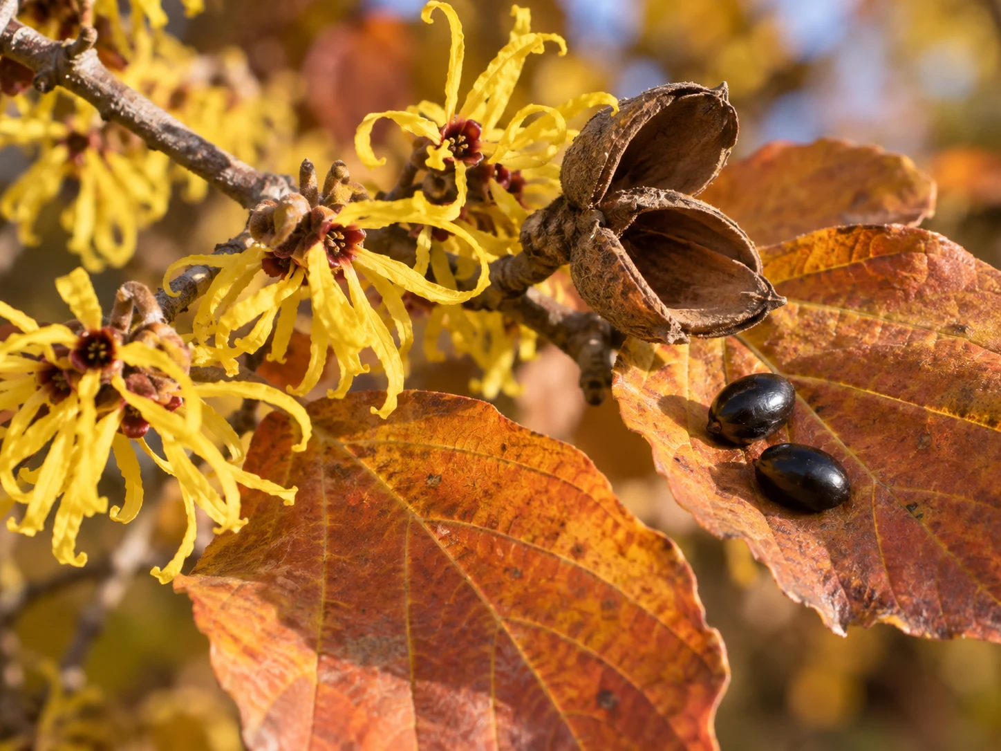 An open brown witch-hazel capsule with two glossy black seeds on an autumn leaf