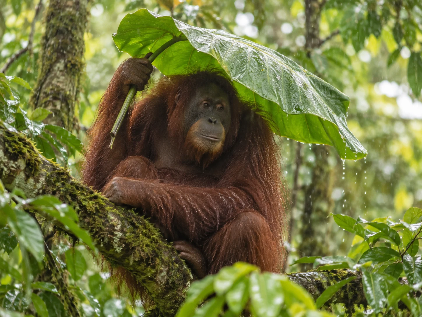 A Sumatran orangutan holding a broad green leaf overhead during rain