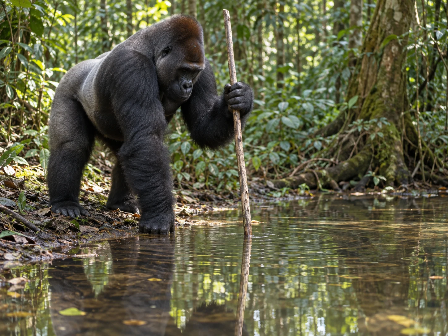A western lowland gorilla holding a long branch vertically into a shallow forest pool