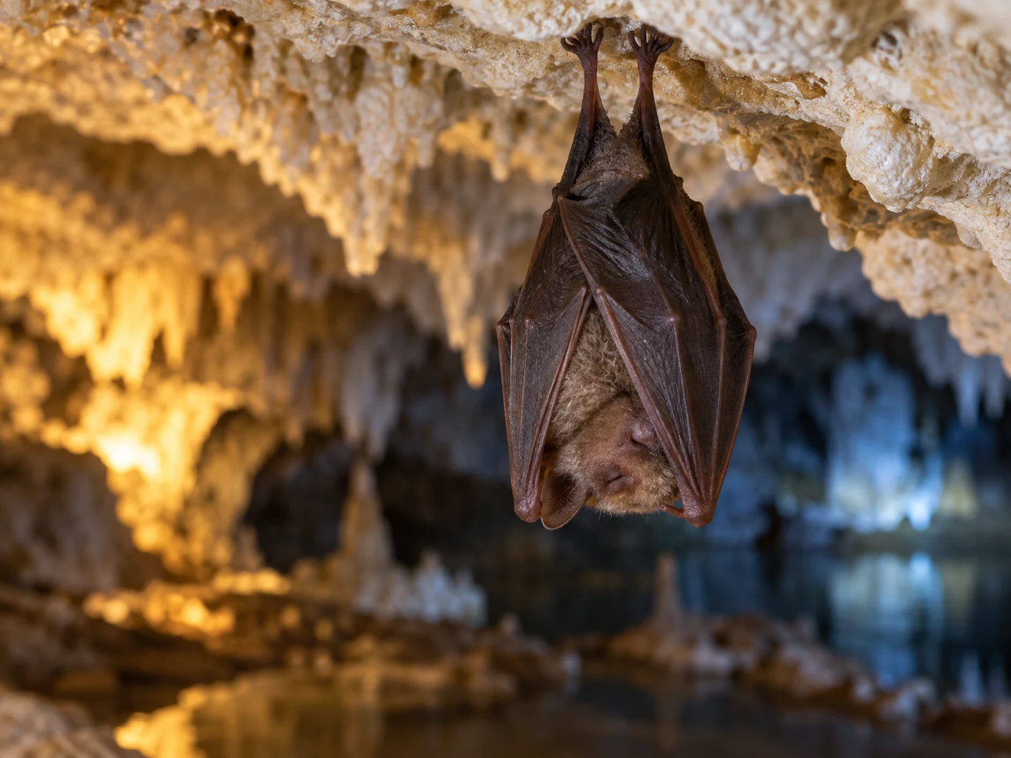 A little brown bat sleeping upside down from a pale cave ceiling
