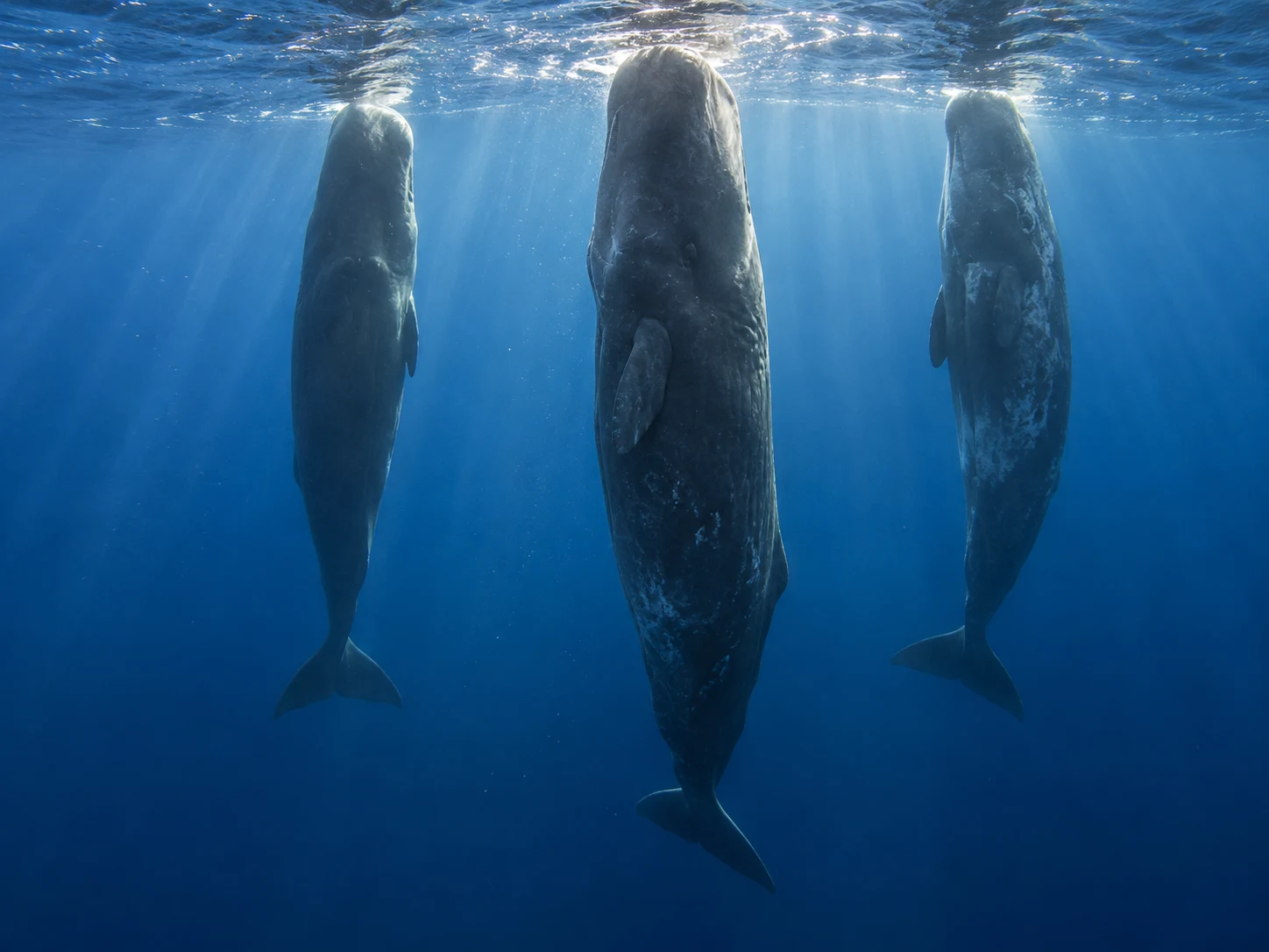 Three sperm whales resting vertically beneath the bright ocean surface